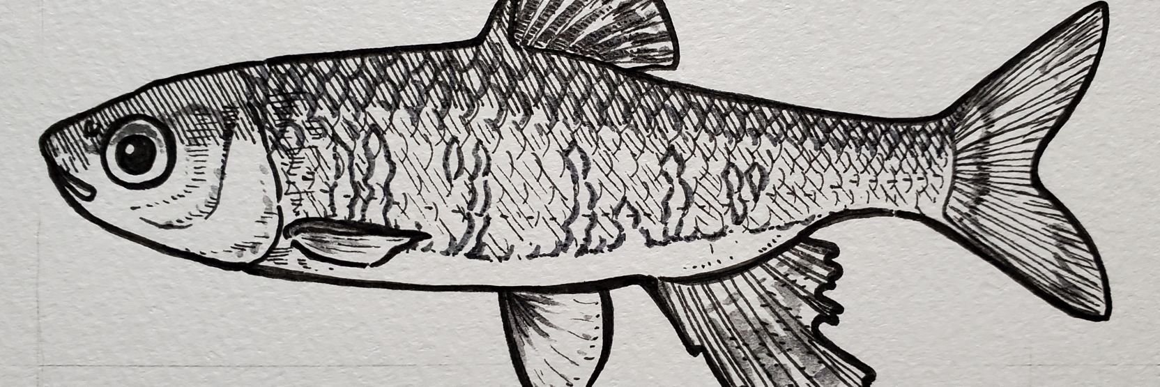 みんなで魚を描こうの会 banner