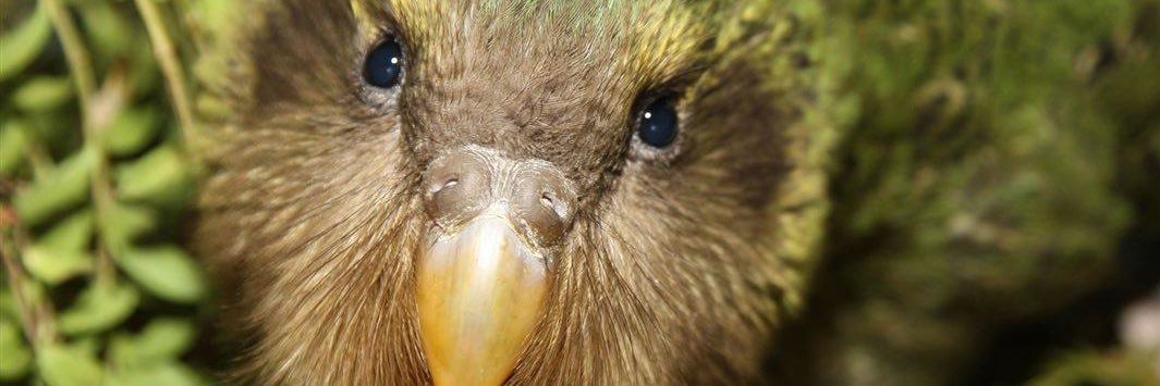 Mitchell Megaw banner