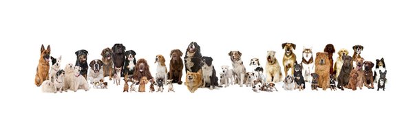 IPFDogs Profile Banner