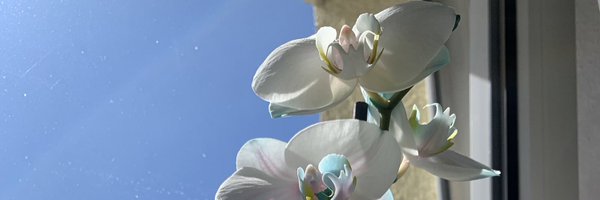 orchidee 🇵🇸🇦🇲 Profile Banner