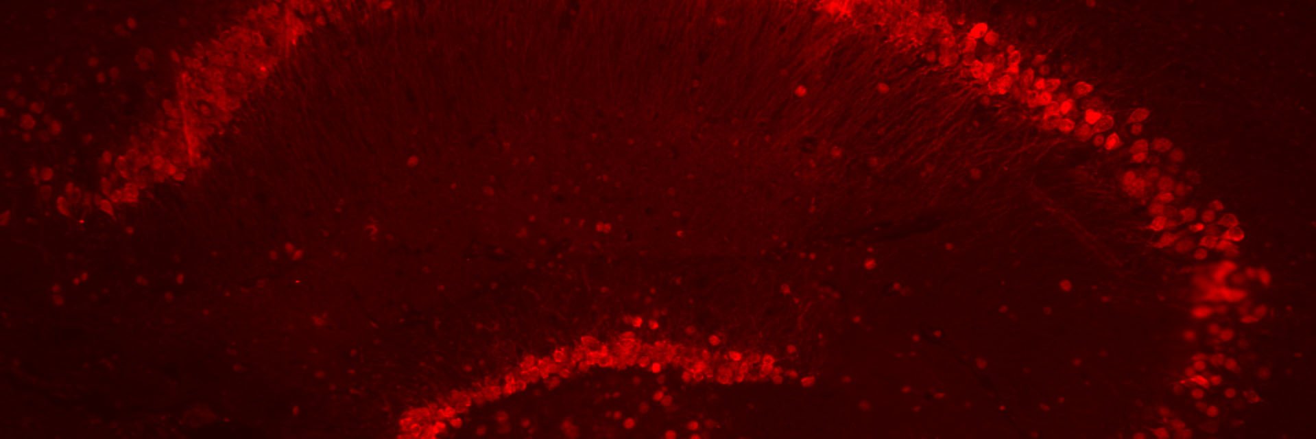 MGitcho's profile banner image