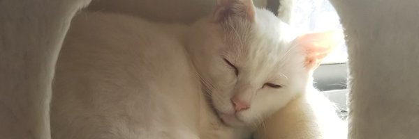 kumidaisuki Profile Banner