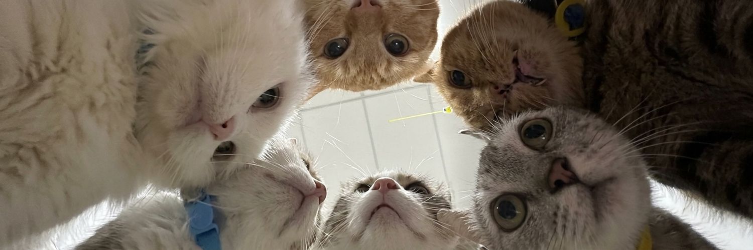 wtfshuly's profile banner image