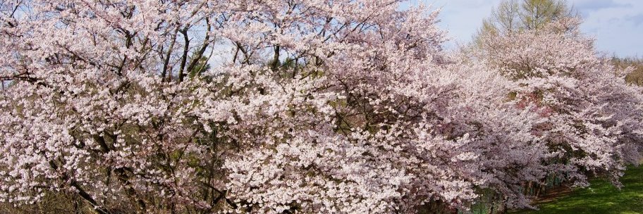 わん吉 banner