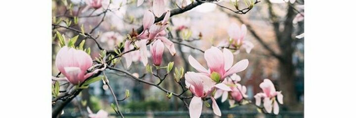 anasaharai's profile banner image