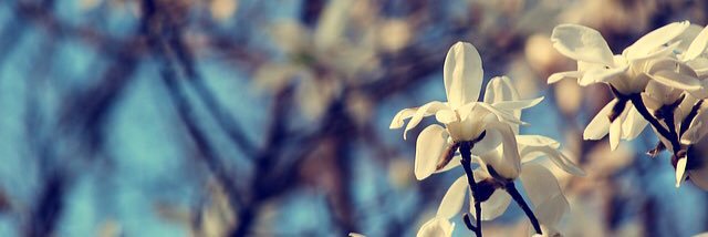Nathalie Carrier banner