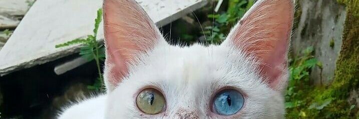 Viza_osh's profile banner image