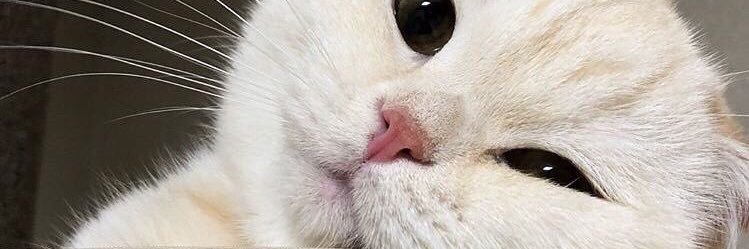 ㅣ ¥UM¡ ㅣ ยูมิเองคั้บ! banner