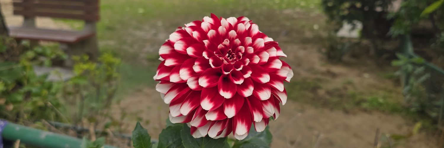 dinesh70605's profile banner image
