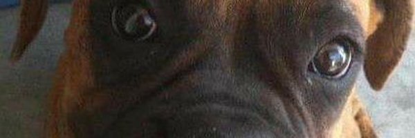 Senseikain Profile Banner