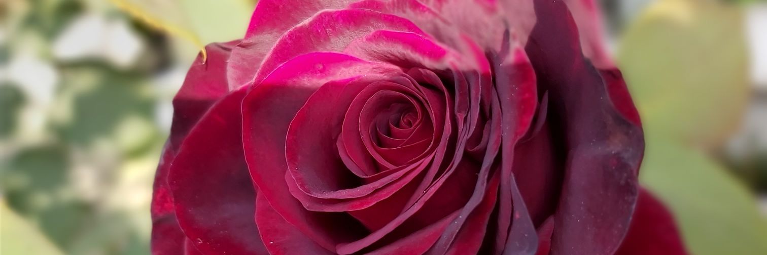 charusharma130's profile banner image