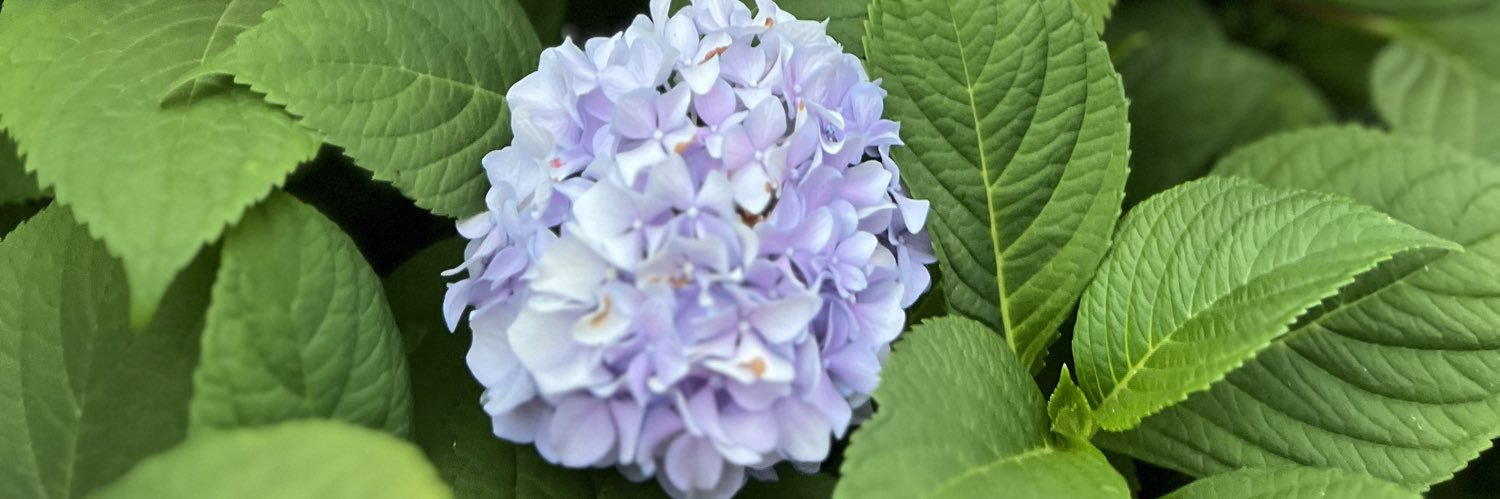 Emie_Rose's profile banner image