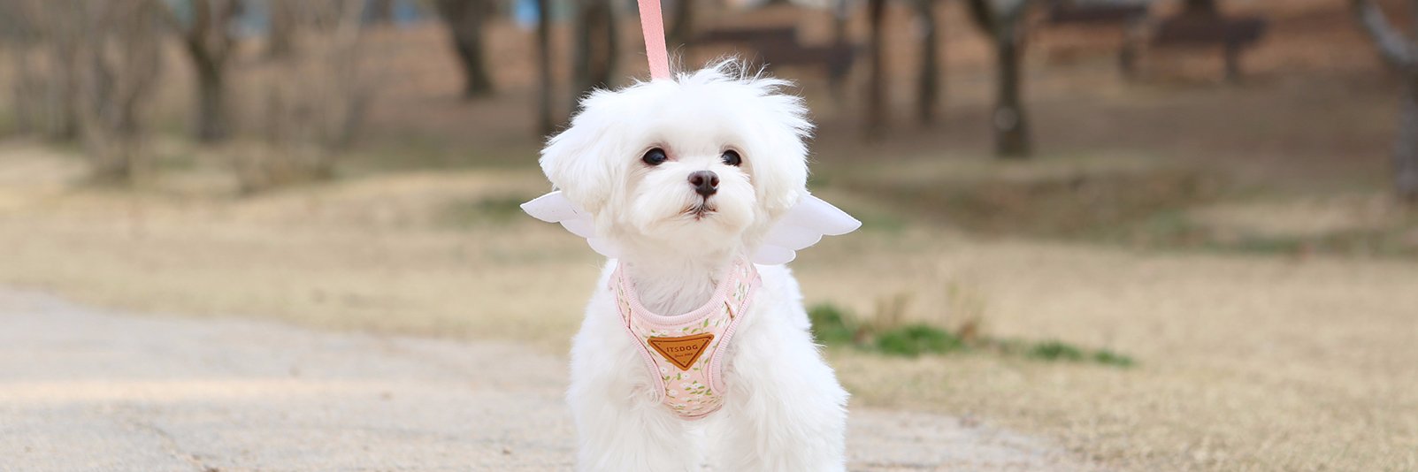 DearMint_Pet's profile banner image