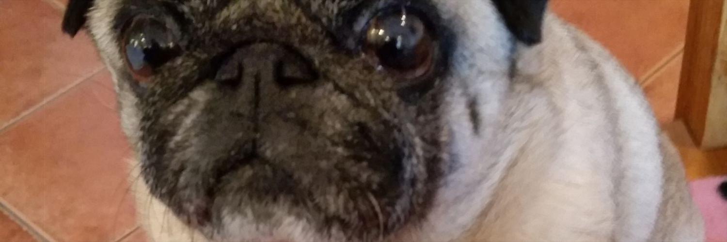 Tia_Pug's profile banner image