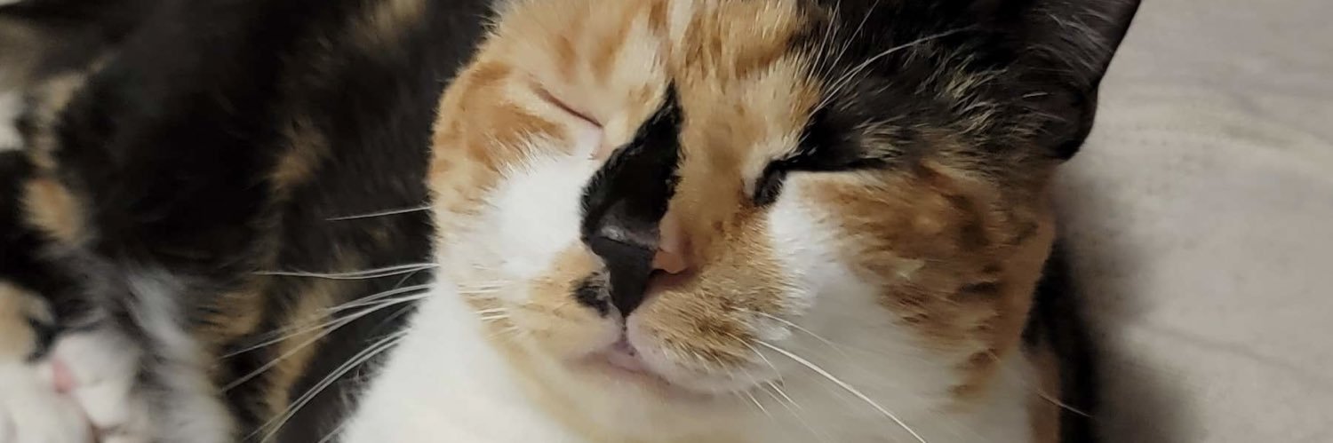 KieraFarron's profile banner image