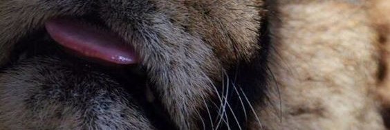 KrisCheetah's profile banner image