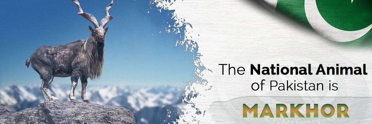 engrasee786's profile banner image