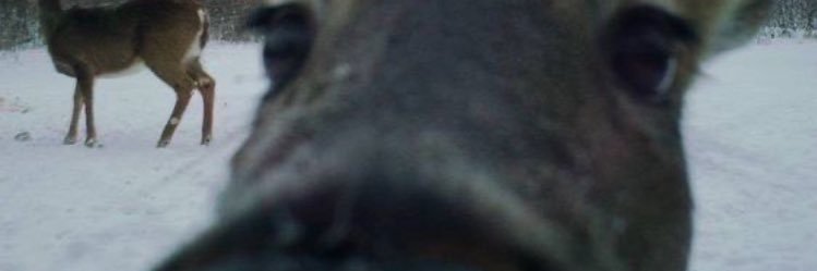 elenazzepol's profile banner image