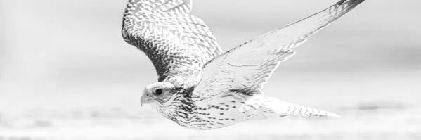 خالد 🦅 banner