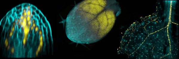 Pavsolan Profile Banner
