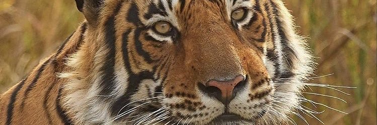 nennyku's profile banner image