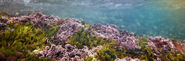 MINNEAntoine Profile Banner