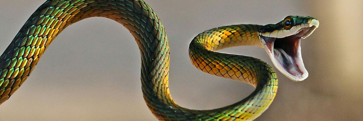 SnakesMedusa's profile banner image