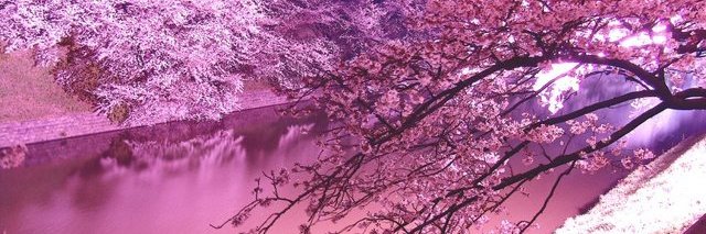mayuyun810's profile banner image