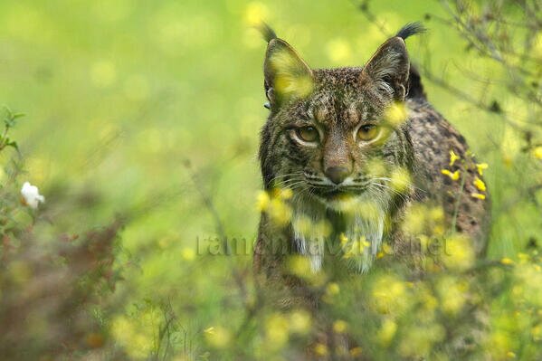 LynxeRivera04's profile banner image