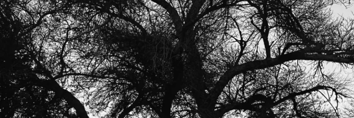 🎵 banner