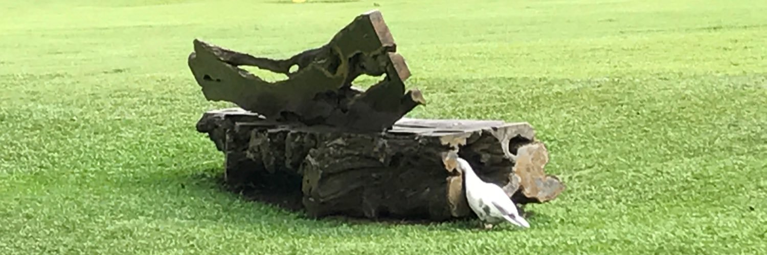 rocotan's profile banner image
