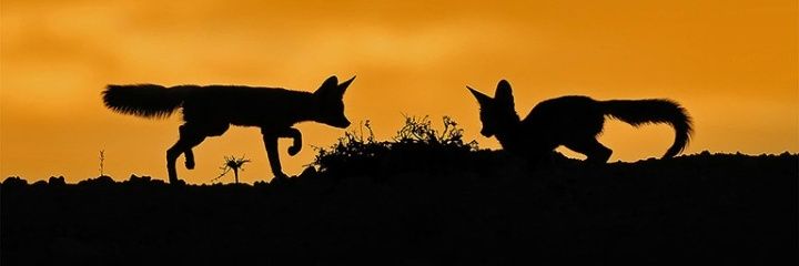CorneliousNcube's profile banner image