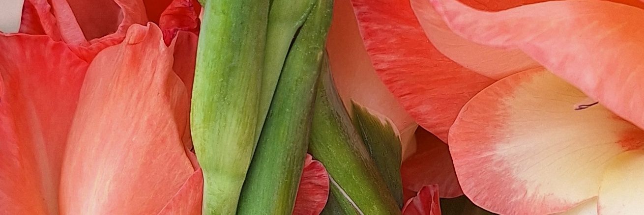 oorivalle's profile banner image