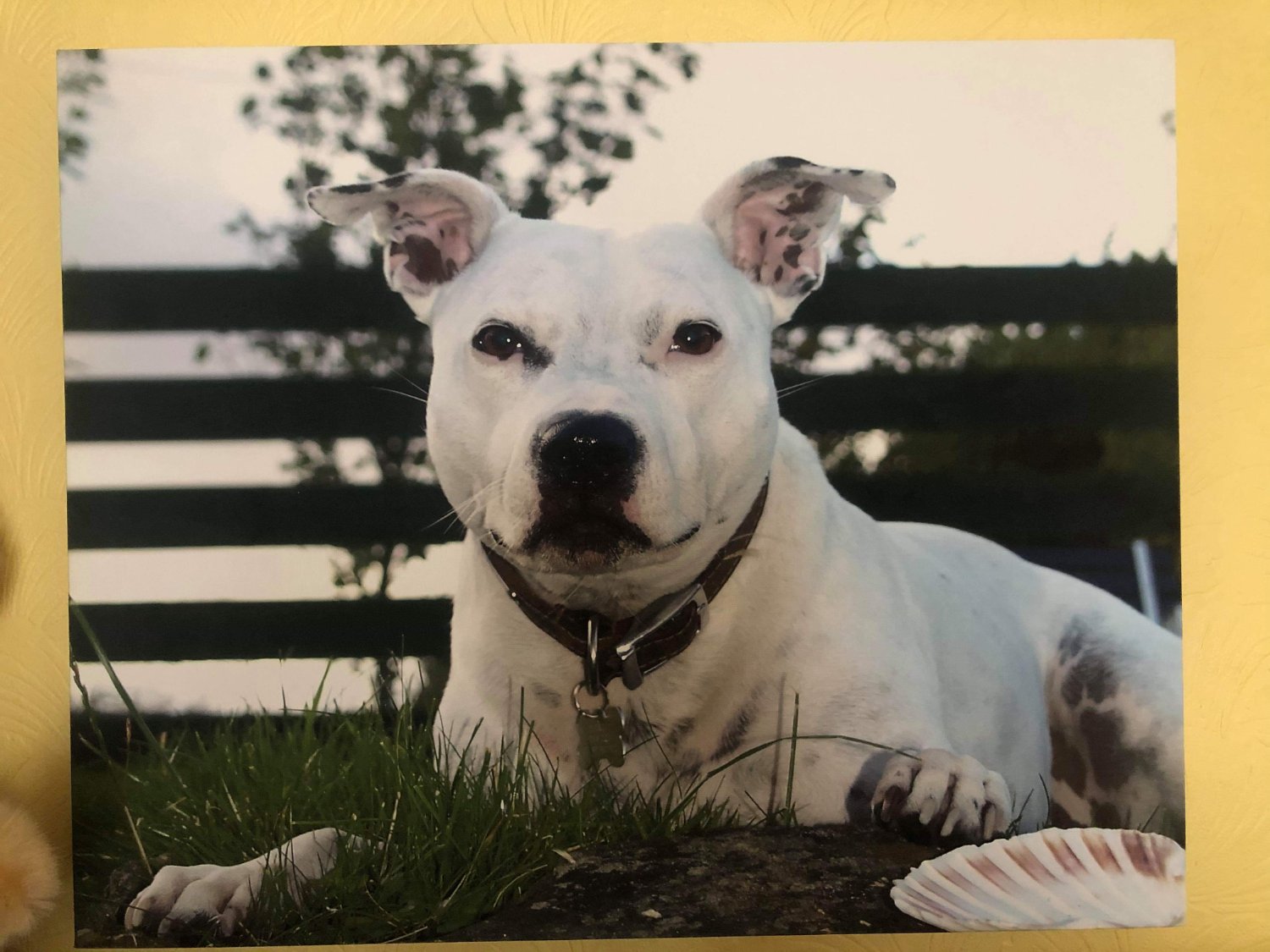 Daniel Everett banner