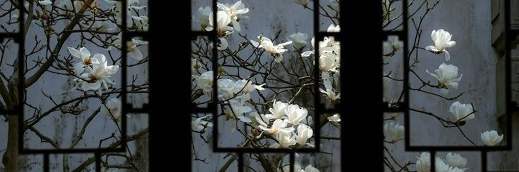 ✧ 𝒀𝒐𝒖𝒓 𝑰𝒅𝒐𝒍. banner