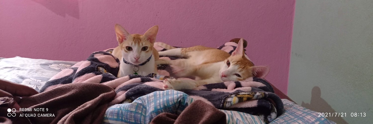 Citten_nugget's profile banner image