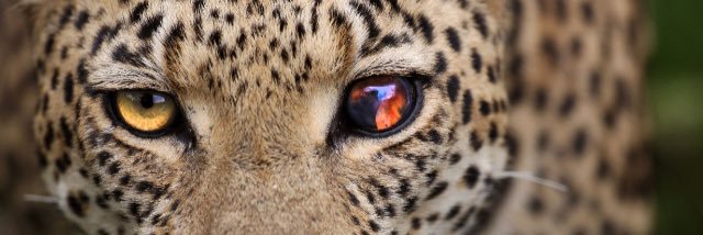 Riley_Blake3's profile banner image