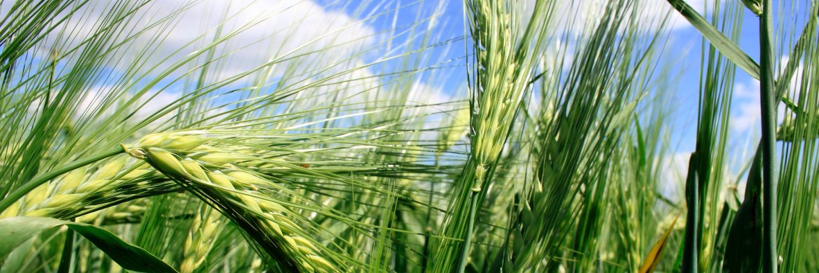 Altinget: fødevarer banner