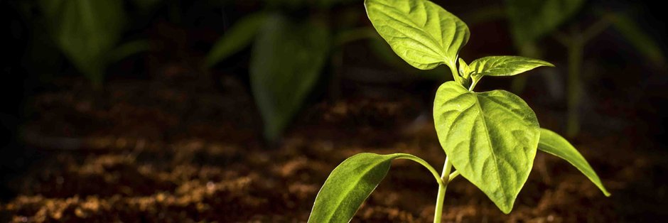 seed2feed_net's profile banner image