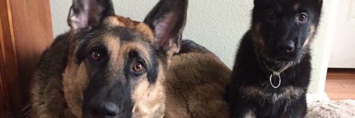 kenleylogan's profile banner image