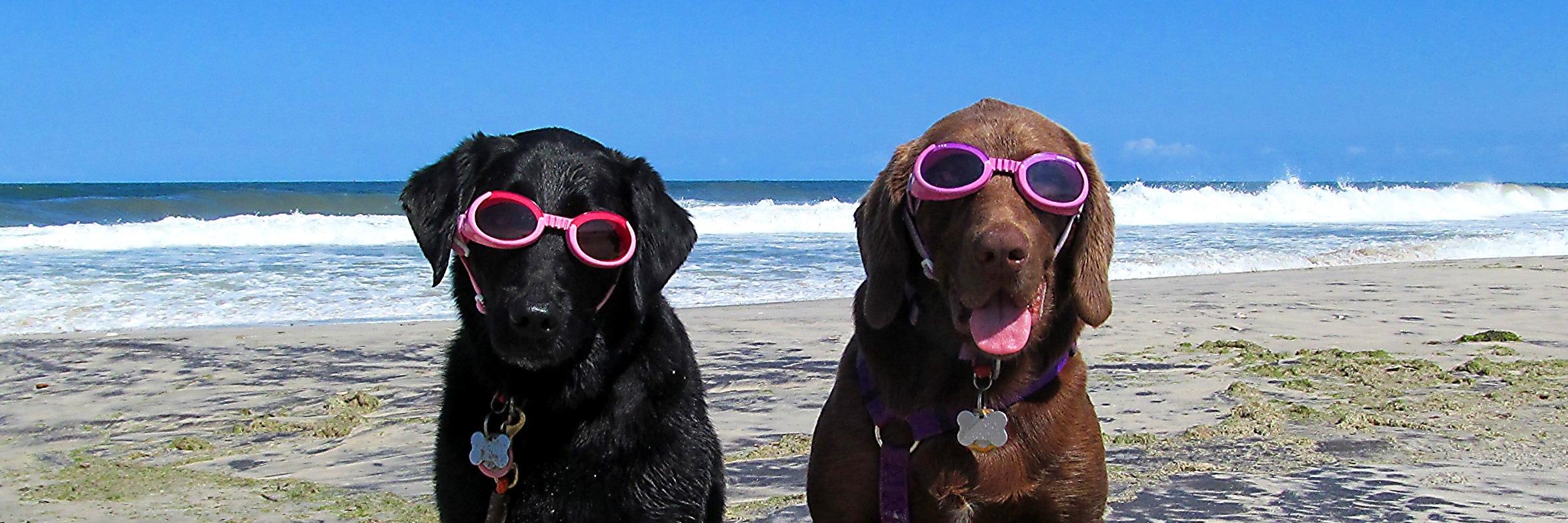BlackLabKayla's profile banner image