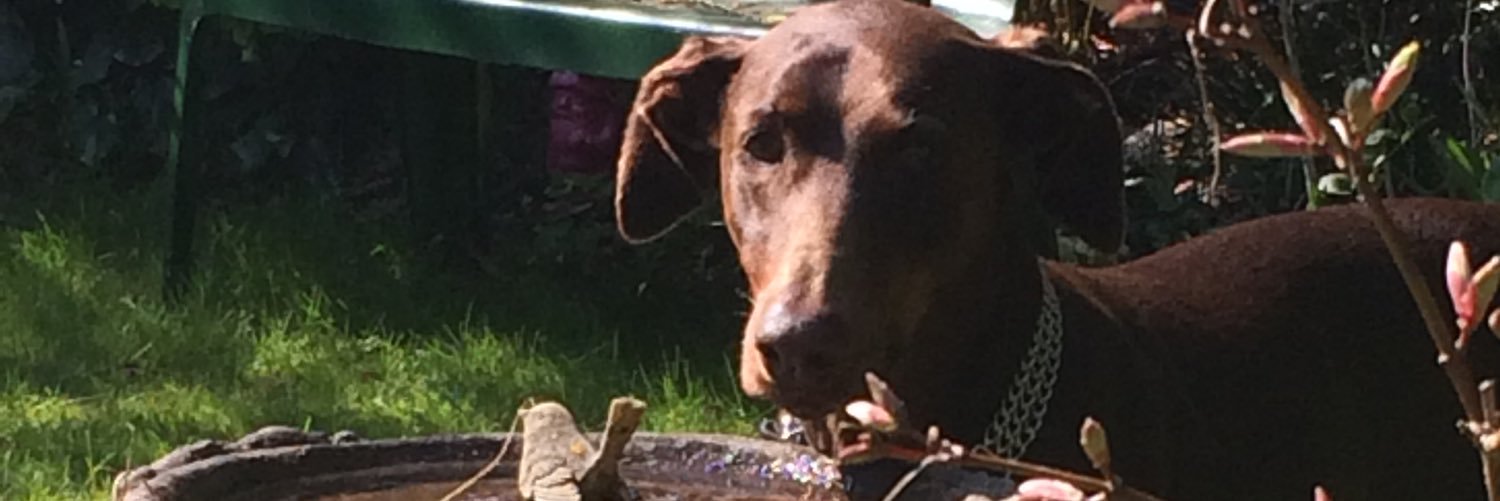 pasodobie's profile banner image