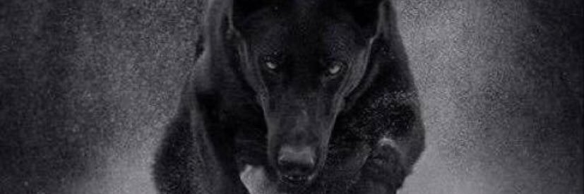 Tobbe banner
