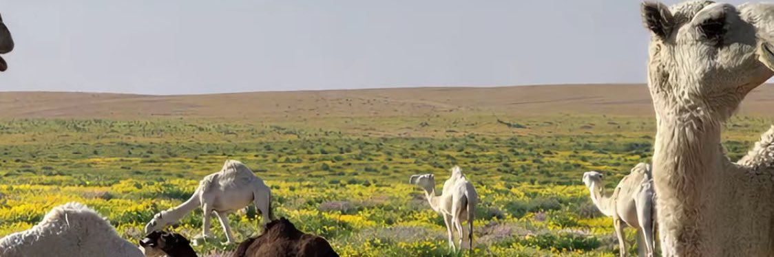 معضالة banner