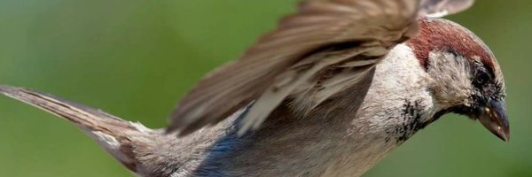 sonvirpalKNPSS Profile Banner