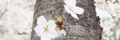 T_Chopper_ONE's profile banner image