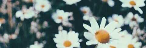 Erze_Bathory's profile banner image