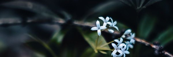 RobinStanfill2 Profile Banner