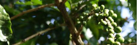 Segovia Coffee banner