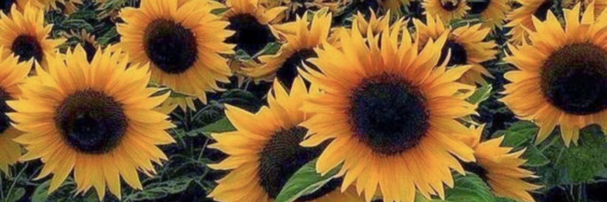 Baileymdawn's profile banner image